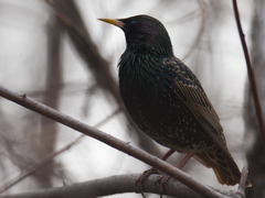 Sturnus vulgaris