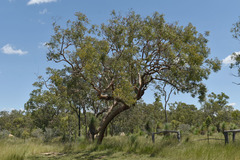 Corymbia leichhardtii