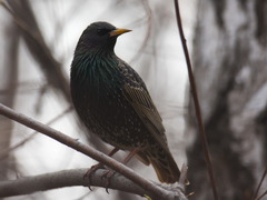 Sturnus vulgaris