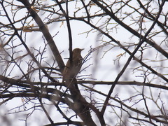 Turdus philomelos