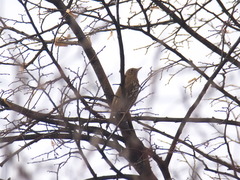 Turdus philomelos