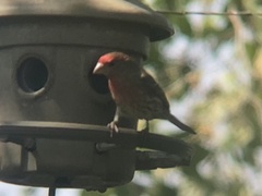 Haemorhous mexicanus