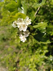 Crataegus monogyna
