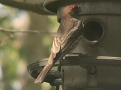 Haemorhous mexicanus