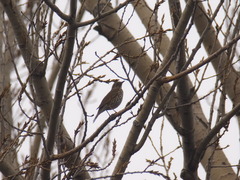 Turdus philomelos