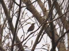 Turdus philomelos