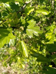 Crataegus monogyna