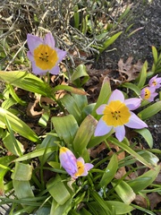 Tulipa saxatilis