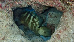 Epinephelus striatus