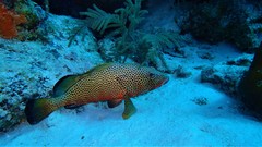 Epinephelus guttatus