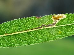 Stigmella salicis