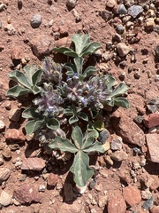 Pediomelum castoreum