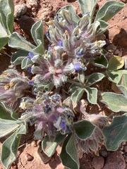 Pediomelum castoreum