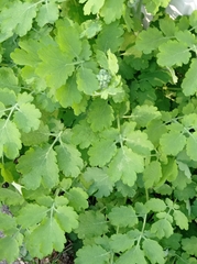 Chelidonium majus