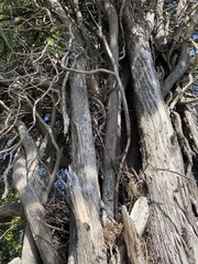 Thespesia populnea