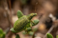 Polydrusus pilosulus