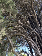 Thespesia populnea