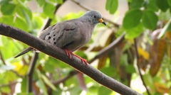 Columbina cruziana