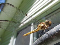 Libellula incesta