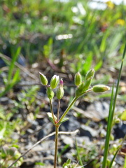 Cerastium subtetrandrum