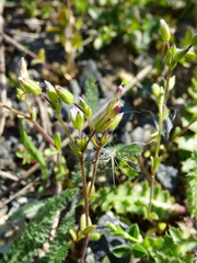 Cerastium subtetrandrum
