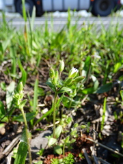 Cerastium subtetrandrum