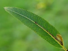 Stigmella salicis