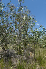 Melaleuca viridiflora attenuata