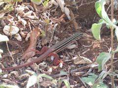 Aspidoscelis angusticeps