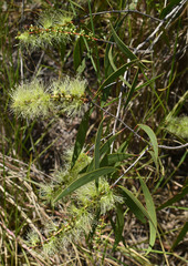 Melaleuca viridiflora attenuata