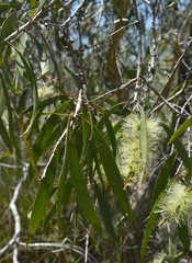 Melaleuca viridiflora attenuata