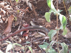 Aspidoscelis angusticeps