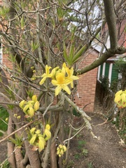 Rhododendron luteum