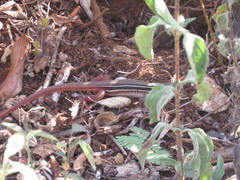 Aspidoscelis angusticeps