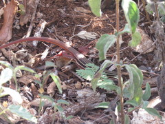 Aspidoscelis angusticeps