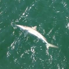 Carcharhinus brevipinna