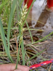 Sphenopholis obtusata