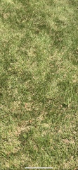 Lolium perenne perenne