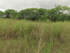 Cladium mariscus mariscus