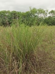 Cladium mariscus mariscus