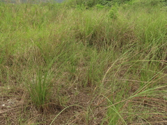 Cladium mariscus mariscus