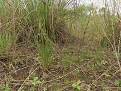 Cladium mariscus mariscus