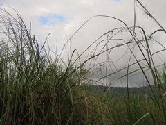 Cladium mariscus mariscus
