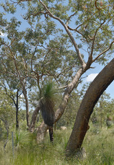 Corymbia leichhardtii