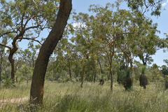 Corymbia leichhardtii