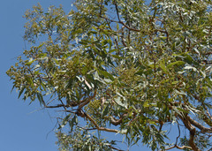 Corymbia leichhardtii
