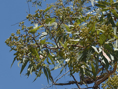 Corymbia leichhardtii