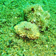 Calappa gallus