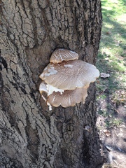 Basidiomycota