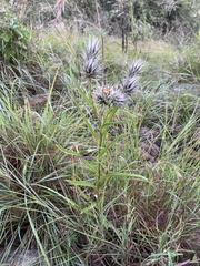 Macledium speciosum